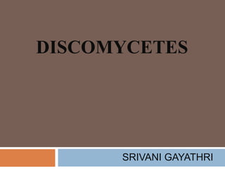 DISCOMYCETES 
SRIVANI GAYATHRI 
 