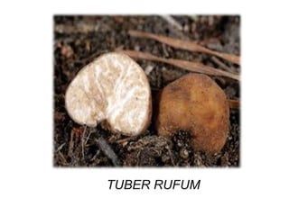 TUBER RUFUM 
 