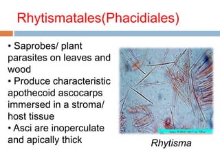 Rhytismatales(Phacidiales) 
• Saprobes/ plant 
parasites on leaves and 
wood 
• Produce characteristic 
apothecoid ascocarps 
immersed in a stroma/ 
host tissue 
• Asci are inoperculate 
and apically thick Rhytisma 
 