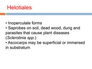 Helotiales 
• Inoperculate forms 
• Saprobes on soil, dead wood, dung and 
parasites that cause plant diseases 
(Sclerotinia spp.) 
• Ascocarps may be superficial or immersed 
in substratum 
 