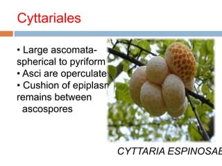 Cyttariales 
• Large ascomata-spherical 
to pyriform 
• Asci are operculate 
• Cushion of epiplasm 
remains between 
ascospores 
CYTTARIA ESPINOSAE 
 