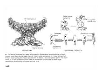 Discomycetes