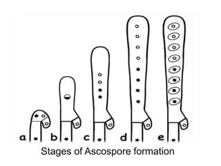 Stages of Ascospore formation 
 
