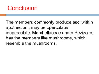 Conclusion 
The members commonly produce asci within 
apothecium, may be operculate/ 
inoperculate. Morchellaceae under Pezizales 
has the members like mushrooms, which 
resemble the mushrooms. 
 