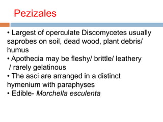 Pezizales 
• Largest of operculate Discomycetes usually 
saprobes on soil, dead wood, plant debris/ 
humus 
• Apothecia may be fleshy/ brittle/ leathery 
/ rarely gelatinous 
• The asci are arranged in a distinct 
hymenium with paraphyses 
• Edible- Morchella esculenta 
 
