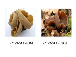 PEZIZA BADIA PEZIZA CEREA 
 