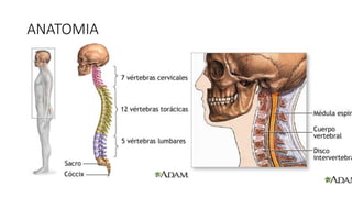 ANATOMIA
 