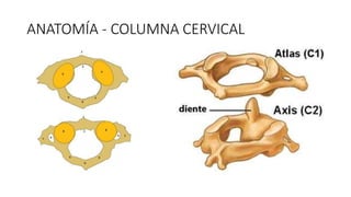 ANATOMÍA - COLUMNA CERVICAL
 