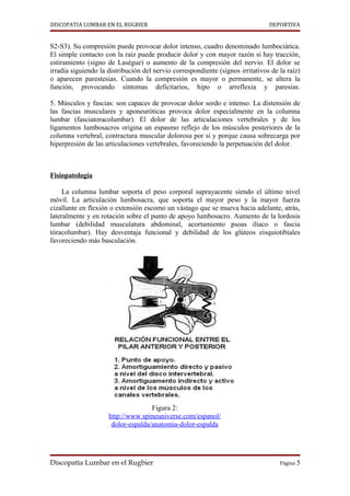 DISCOPATIA LUMBAR EN EL RUGBIER                                                 DEPORTIVA


S2-S3). Su compresión puede provocar dolor intenso, cuadro denominado lumbociática.
El simple contacto con la raíz puede producir dolor y con mayor razón si hay tracción,
estiramiento (signo de Lasègue) o aumento de la compresión del nervio. El dolor se
irradia siguiendo la distribución del nervio correspondiente (signos irritativos de la raíz)
o aparecen parestesias. Cuando la compresión es mayor o permanente, se altera la
función, provocando síntomas deficitarios, hipo o arreflexia y paresias.

5. Músculos y fascias: son capaces de provocar dolor sordo e intenso. La distensión de
las fascias musculares y aponeuróticas provoca dolor especialmente en la columna
lumbar (fasciatoracolumbar). El dolor de las articulaciones vertebrales y de los
ligamentos lumbosacros origina un espasmo reflejo de los músculos posteriores de la
columna vertebral, contractura muscular dolorosa por sí y porque causa sobrecarga por
hiperpresión de las articulaciones vertebrales, favoreciendo la perpetuación del dolor.



Fisiopatología

     La columna lumbar soporta el peso corporal suprayacente siendo el último nivel
móvil. La articulación lumbosacra, que soporta el mayor peso y la mayor fuerza
cizallante en flexión o extensión escomo un vástago que se mueva hacia adelante, atrás,
lateralmente y en rotación sobre el punto de apoyo lumbosacro. Aumento de la lordosis
lumbar (debilidad musculatura abdominal, acortamiento psoas iliaco o fascia
tóracolumbar). Hay desventaja funcional y debilidad de los glúteos eisquiotibiales
favoreciendo más basculación.




                                    Figura 2:
                     http://www.spineuniverse.com/espanol/
                      dolor-espalda/anatomia-dolor-espalda




Discopatía Lumbar en el Rugbier                                                     Página 5
 