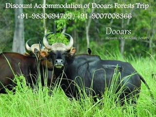 DooarsHeaven For Wildlife Lovers….
Discount Accommodation of Dooars Forests Trip
+91-9830694705 / +91-9007008366
 