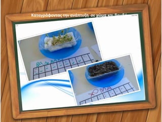 Καταγράφοντας την ανάπτυξη σε χώμα και βαμβάκι