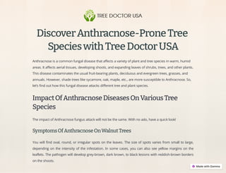 DiscoverAnthracnose-ProneTree
SpecieswithTreeDoctorUSA
Anthracnose is a common fungal disease that affects a variety of plant and tree species in warm, humid
areas. It affects aerial tissues, developing shoots, and expanding leaves of shrubs, trees, and other plants.
This disease contaminates the usual fruit-bearing plants, deciduous and evergreen trees, grasses, and
annuals. However, shade trees like sycamore, oak, maple, etc., are more susceptible to Anthracnose. So,
let’s find out how this fungal disease attacks different tree and plant species.
ImpactOfAnthracnoseDiseasesOnVariousTree
Species
The impact of Anthracnose fungus attack will not be the same. With no ado, have a quick look!
SymptomsOfAnthracnoseOnWalnutTrees
You will find oval, round, or irregular spots on the leaves. The size of spots varies from small to large,
depending on the intensity of the infestation. In some cases, you can also see yellow margins on the
leaflets. The pathogen will develop grey-brown, dark brown, to black lesions with reddish-brown borders
on the shoots.
 