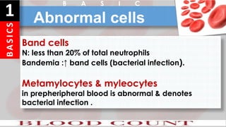 B
A
S
I
C
S
1 Abnormal cells
B A S I C
Band cells
N: less than 20% of total neutrophils
Bandemia :↑ band cells (bacterial infection).
Metamylocytes & myleocytes
in prepheripheral blood is abnormal & denotes
bacterial infection .
 