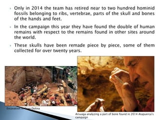  Only in 2014 the team has retired near to two hundred hominid 
fossils belonging to ribs, vertebrae, parts of the skull and bones 
of the hands and feet. 
 In the campaign this year they have found the double of human 
remains with respect to the remains found in other sites around 
the world. 
 These skulls have been remade piece by piece, some of them 
collected for over twenty years. 
Excavation in Gran Dolina 
Arsuaga analyzing a part of bone found in 2014 Atapuerca’s 
campaign 
 