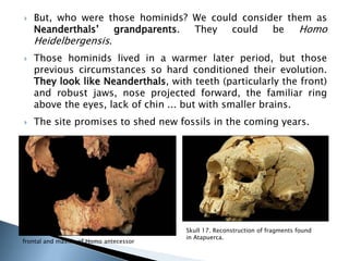  But, who were those hominids? We could consider them as 
Neanderthals’ grandparents. They could be Homo 
Heidelbergensis. 
 Those hominids lived in a warmer later period, but those 
previous circumstances so hard conditioned their evolution. 
They look like Neanderthals, with teeth (particularly the front) 
and robust jaws, nose projected forward, the familiar ring 
above the eyes, lack of chin ... but with smaller brains. 
 The site promises to shed new fossils in the coming years. 
Skull 17. Reconstruction of fragments found 
in Atapuerca. 
frontal and maxilla of Homo antecessor 
 