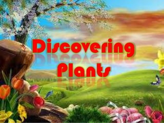 Discovering plant-quiz