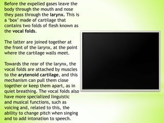 Before the expelled gases leave the
body through the mouth and nose
they pass through the larynx. This is
a ‘box’ made of cartilage that
contains two folds of flesh known as
the vocal folds.
The latter are joined together at
the front of the larynx, at the point
where the cartilage walls meet.
Towards the rear of the larynx, the
vocal folds are attached by muscles
to the arytenoid cartilage, and this
mechanism can pull them close
together or keep them apart, as in
quiet breathing. The vocal folds also
have more specialized linguistic
and musical functions, such as
voicing and, related to this, the
ability to change pitch when singing
and to add intonation to speech.
 