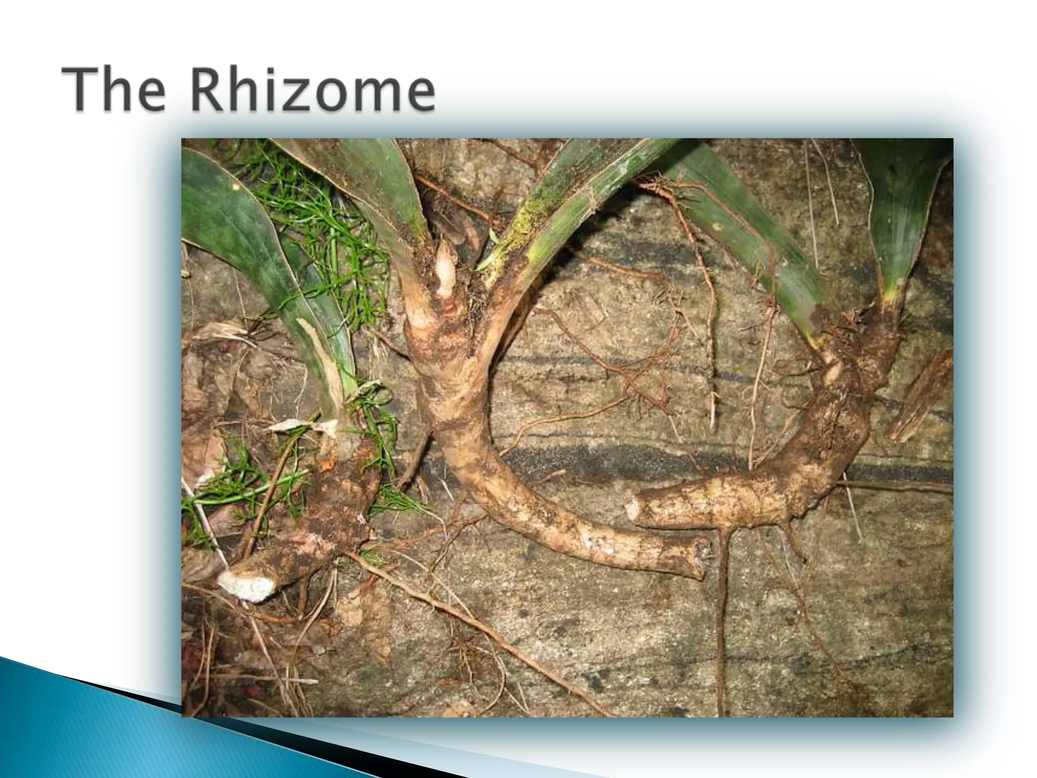 The Rhizome