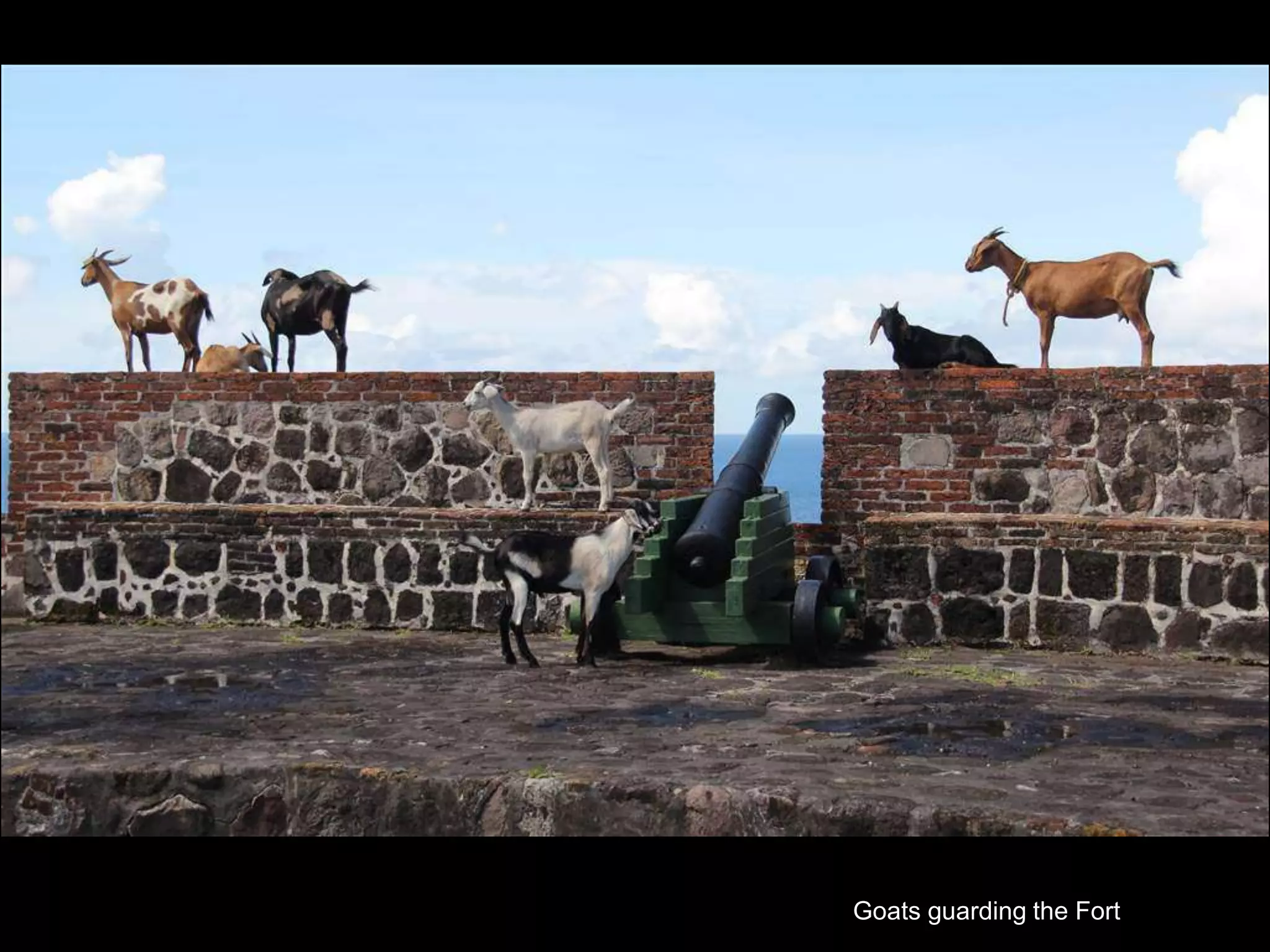 Goats guarding the Fort
 