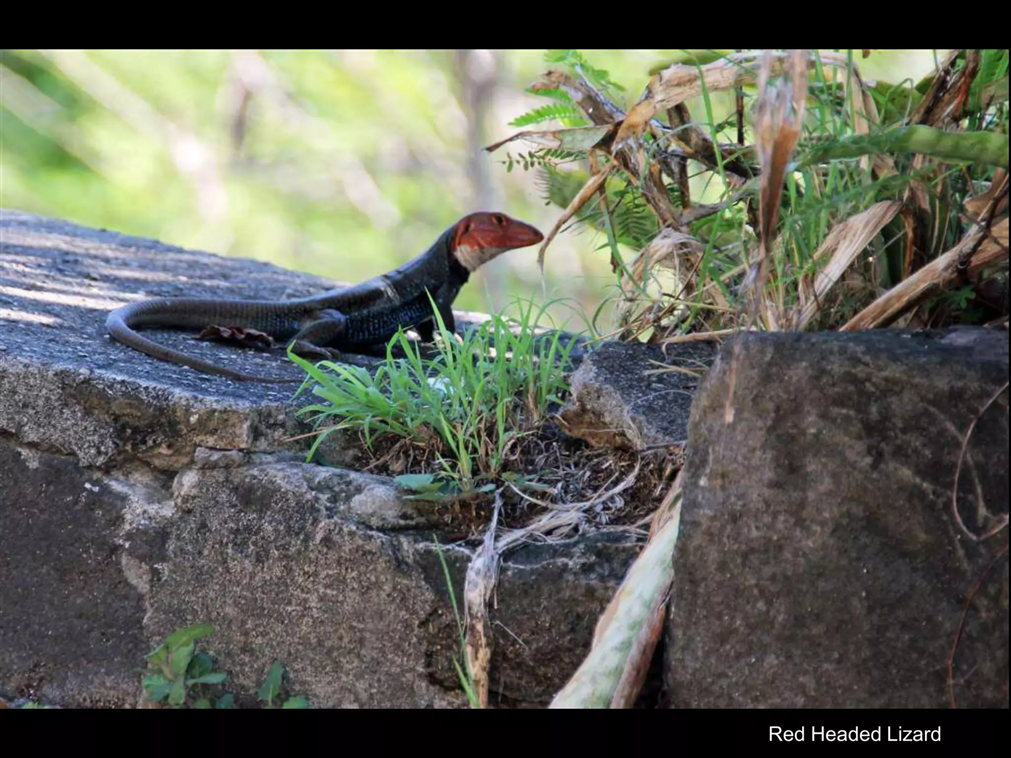 Red Headed Lizard
 