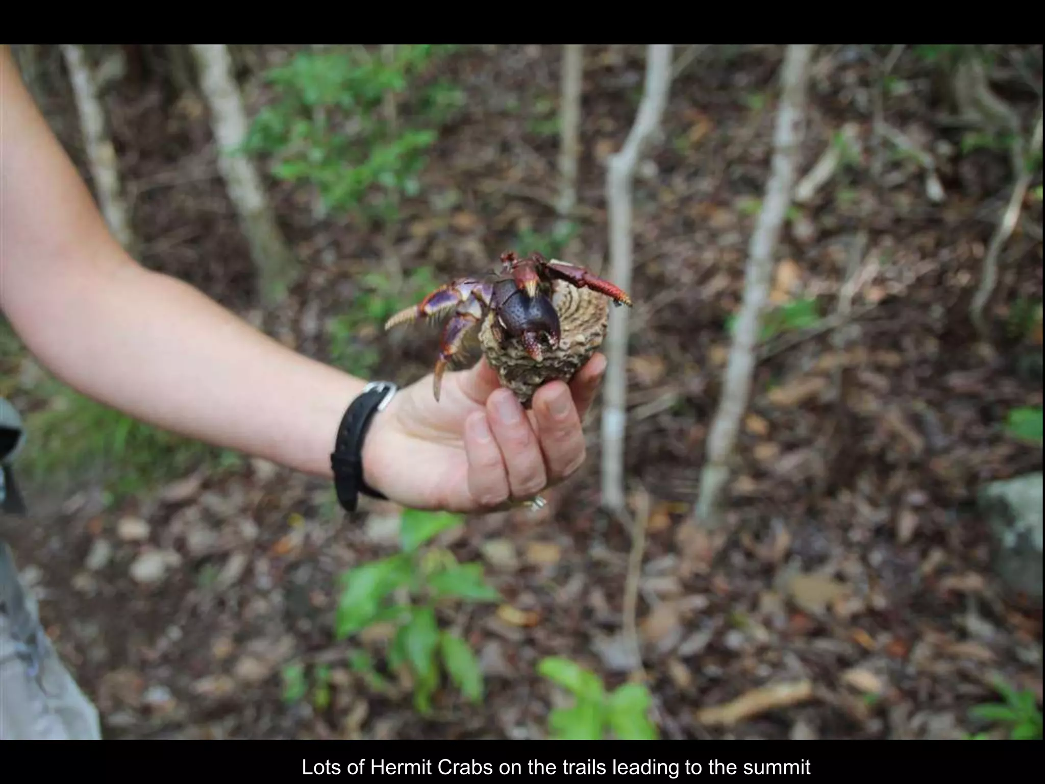 Lots of Hermit Crabs on the trails leading to the summit
 