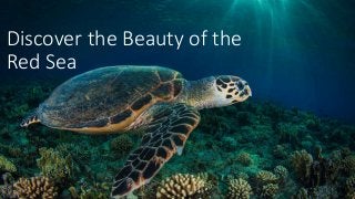 Discover the Beauty of the
Red Sea
 