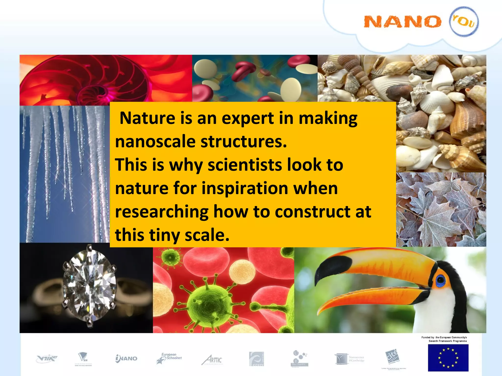 Nature is an expert in making nanoscale structures. This is why scientists look to nature for inspiration when researching how to construct at this tiny scale.  