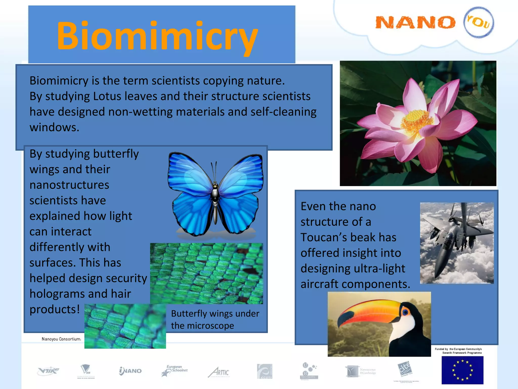 Biomimicry  Biomimicry is the term scientists copying nature.  By studying Lotus leaves and their structure scientists have designed non-wetting materials and self-cleaning windows. By studying butterfly wings and their nanostructures scientists have explained how light can interact differently with surfaces. This has helped design security holograms and hair products! Even the nano structure of a Toucan’s beak has offered insight into designing ultra-light aircraft components. Butterfly wings under the microscope 