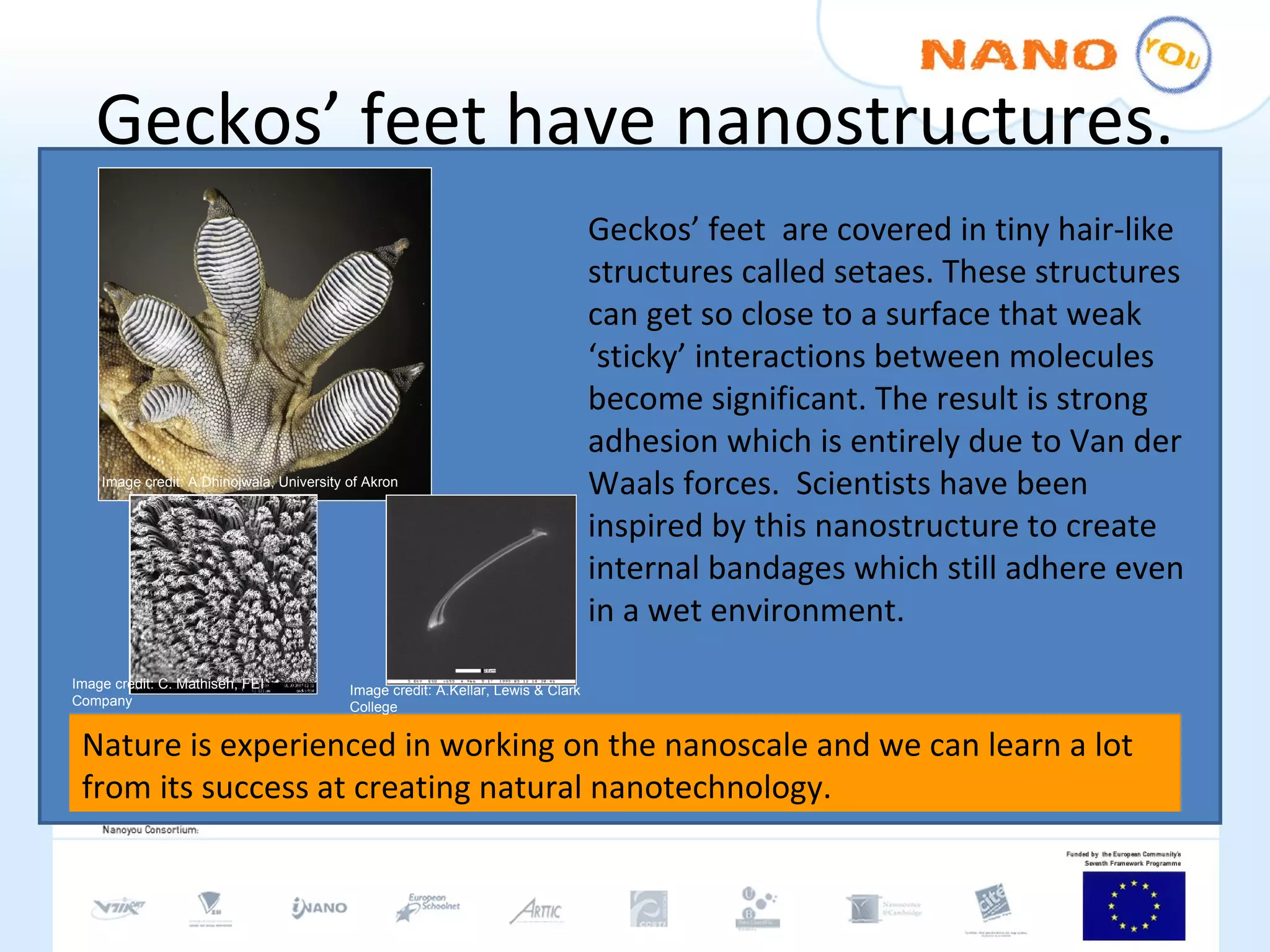 Geckos’ feet have nanostructures. Geckos’ feet  are covered in tiny hair-like structures called setaes. These structures can get so close to a surface that weak ‘sticky’ interactions between molecules become significant. The result is strong adhesion which is entirely due to Van der Waals forces.  Scientists have been inspired by this nanostructure to create internal bandages which still adhere even in a wet environment.  Nature is experienced in working on the nanoscale and we can learn a lot from its success at creating natural nanotechnology. Image credit: A.Dhinojwala, University of Akron Image credit: C. Mathisen, FEI Company Image credit: A.Kellar, Lewis & Clark College 