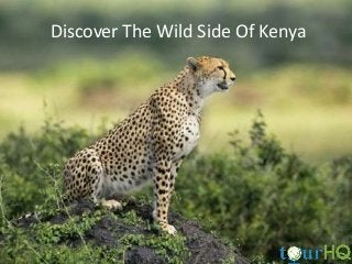 Discover The Wild Side Of Kenya

 