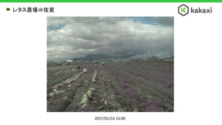 2017/01/16 14:00
レタス農場＠佐賀
 