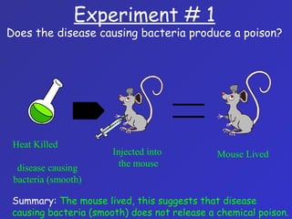 Experiment # 1
Does the disease causing bacteria produce a poison?
Heat Killed
disease causing
bacteria (smooth)
Mouse LivedInjected into
the mouse
Summary: The mouse lived, this suggests that disease
causing bacteria (smooth) does not release a chemical poison.
 