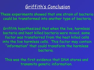 These experiments showed that one strain of bacteria
could be transformed into another type of bacteria.
Griffith’s Conclusion
Griffith hypothesized that when the live, harmless
bacteria and heat killed bacteria were mixed, some
factor was transferred from the heat killed cells
into the live harmless cells. This factor may contain
“information” that could transform the harmless
bacteria.
This was the first evidence that DNA stores and
transmits genetic information.
 