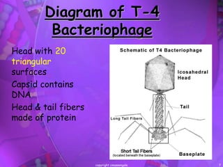 Discovery of bacteriophage | PPT