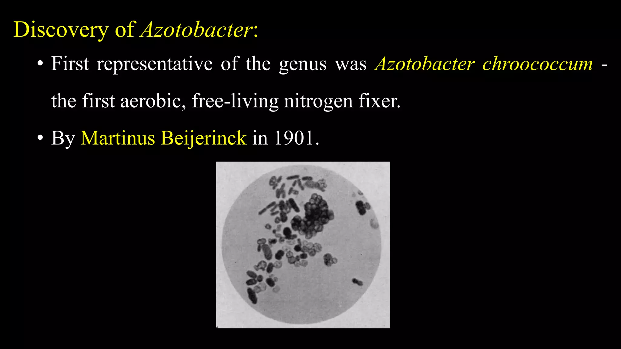 Discovery of Azotobacter:
• First representative of the genus was Azotobacter chroococcum -
the first aerobic, free-living nitrogen fixer.
• By Martinus Beijerinck in 1901.
 