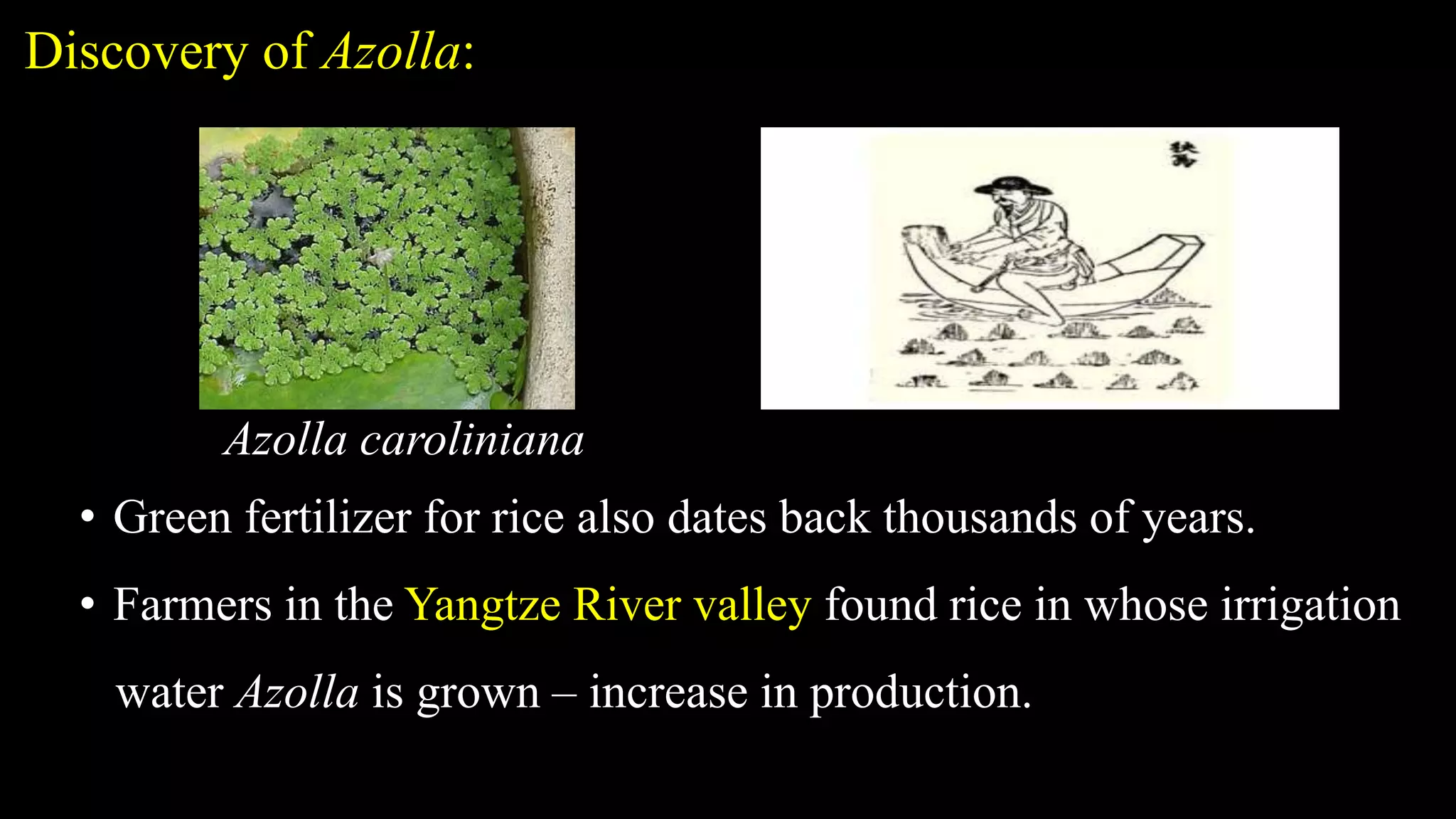 Discovery of Azolla:
Azolla caroliniana
• Green fertilizer for rice also dates back thousands of years.
• Farmers in the Yangtze River valley found rice in whose irrigation
water Azolla is grown – increase in production.
 