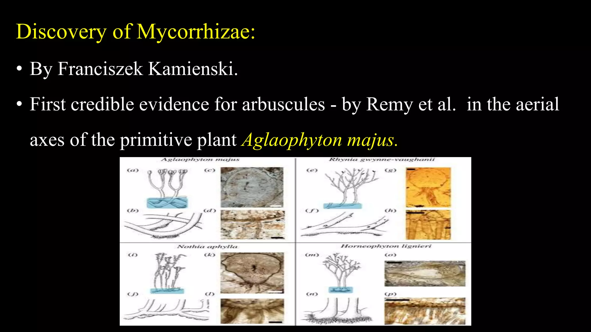 Discovery of Mycorrhizae:
• By Franciszek Kamienski.
• First credible evidence for arbuscules - by Remy et al. in the aerial
axes of the primitive plant Aglaophyton majus.
 