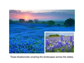 Texas bluebonnets covering the landscapes across the states.
 