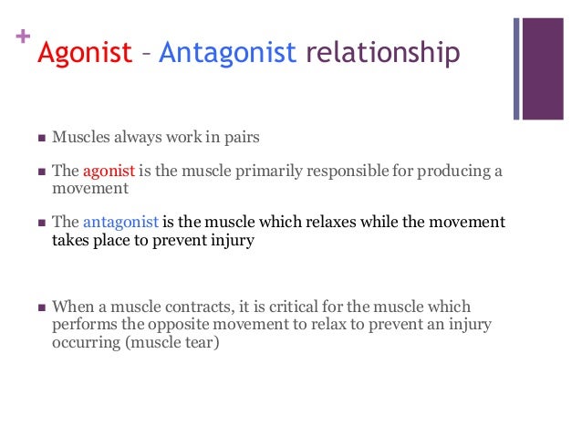 Discoving the muscle