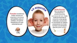 Función transformar
ondas sonoras en
impulsos nerviosos
perceptibles para el
cerebro, el cual los
transforma a lo que
entendemos por
sonido
Ondas Sonoras
Son una serie de
compresiones y
enrarecimientos
sucesivos del aire. Cada
molécula transmite la
vibración a las demás
moléculas, provocando
un movimiento en cadena,
produciendo en el oído
humano una sensación
descrita como sonido.
 