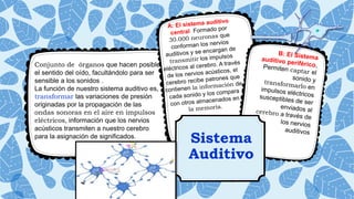 Sistema
Auditivo
Conjunto de órganos que hacen posible
el sentido del oído, facultándolo para ser
sensible a los sonidos .
La función de nuestro sistema auditivo es,
transformar las variaciones de presión
originadas por la propagación de las
ondas sonoras en el aire en impulsos
eléctricos, información que los nervios
acústicos transmiten a nuestro cerebro
para la asignación de significados.
 
