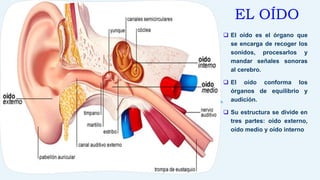 EL OÍDO
 El oído es el órgano que
se encarga de recoger los
sonidos, procesarlos y
mandar señales sonoras
al cerebro.
 El oído conforma los
órganos de equilibrio y
audición.
 Su estructura se divide en
tres partes: oído externo,
oído medio y oído interno
 