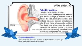 El conducto auditivo
La función del conducto auditivo es transmitir los sonidos que
capta el pabellón auditivo al tímpano.
Pabellón auditivo
La única parte visible del oído.
Funciona como una especie de embudo
que ayuda a dirigir el sonido hacia el
interior del oído. Sin la presencia de este
embudo las ondas sonoras tomarían una
ruta directa hacia el conducto auditivo.
Esto haría que el proceso de audición
fuera difícil e ineficaz ya que gran parte
del sonido se perdería y sería más difícil
escuchar y comprender los sonidos.
 
