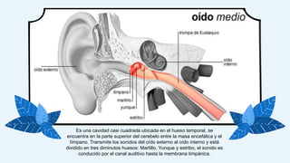 Es una cavidad casi cuadrada ubicada en el hueso temporal, se
encuentra en la parte superior del cerebelo entre la masa encefálica y el
tímpano. Transmite los sonidos del oído externo al oído interno y está
dividido en tres diminutos huesos: Martillo, Yunque y estribo, el sonido es
conducido por el canal auditivo hasta la membrana timpánica.
 