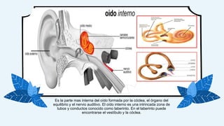 Es la parte mas interna del oído formada por la cóclea, el órgano del
equilibrio y el nervio auditivo. El oído interno es una intrincada zona de
tubos y conductos conocido como laberinto. En el laberinto puede
encontrarse el vestíbulo y la cóclea.
 