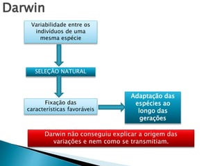 Darwin 
Variabilidade entre os 
indivíduos de uma 
mesma espécie 
SELEÇÃO NATURAL 
Fixação das 
características favoráveis 
Adaptação das 
espécies ao 
longo das 
gerações 
Darwin não conseguiu explicar a origem das 
variações e nem como se transmitiam. 
 