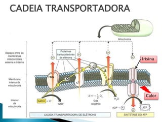 CADEIA TRANSPORTADORA 
FMN Q 
b 
c1 
c 
a 
a3 
Irisina 
Calor 
 