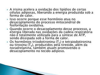  A irisina acelera a oxidação dos lipídios de certas 
células adiposas, liberando a energia produzida sob a 
forma de calor. 
 Isso ocorre porque esse hormônio atua no 
desacoplamento do processo mitocondrial de 
fosforilação oxidativa. 
 Quando ocorre o desacoplamento desse processo, a 
energia liberada nas oxidações da cadeia respiratória 
não é totalmente utilizada para a síntese de ATP, 
sendo dissipada sob a forma de calor. 
 Os hormônios triiodotironina (T3) e tetraiodotironina 
ou tiroxina (T4), produzidos pela tireoide, além da 
noradrelanina, também atuam promovendo o 
desacoplamento no tecido adiposo. 
 