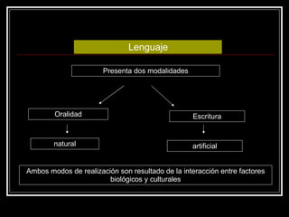 Lenguaje Presenta dos modalidades Oralidad Escritura natural artificial Ambos modos de realización son resultado de la interacción entre factores biológicos y culturales 