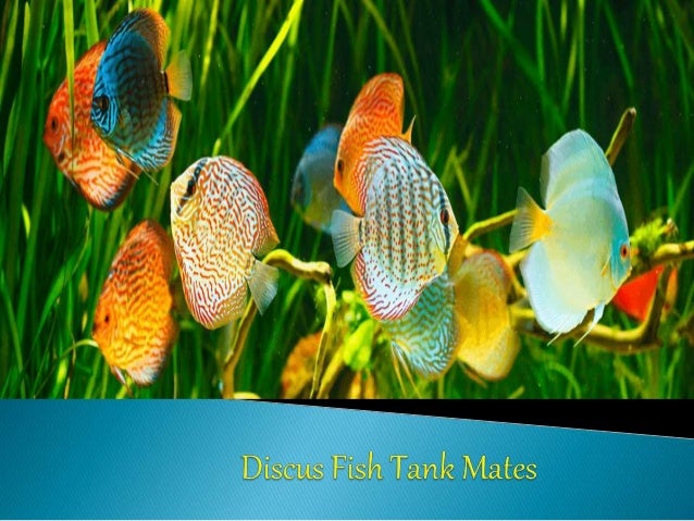 discus fish tanks